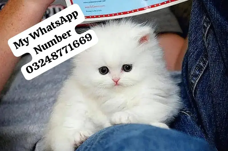 Persion Cat 2 month age for sale