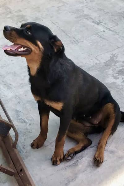 Short Heighted Rottweiler Female for sale