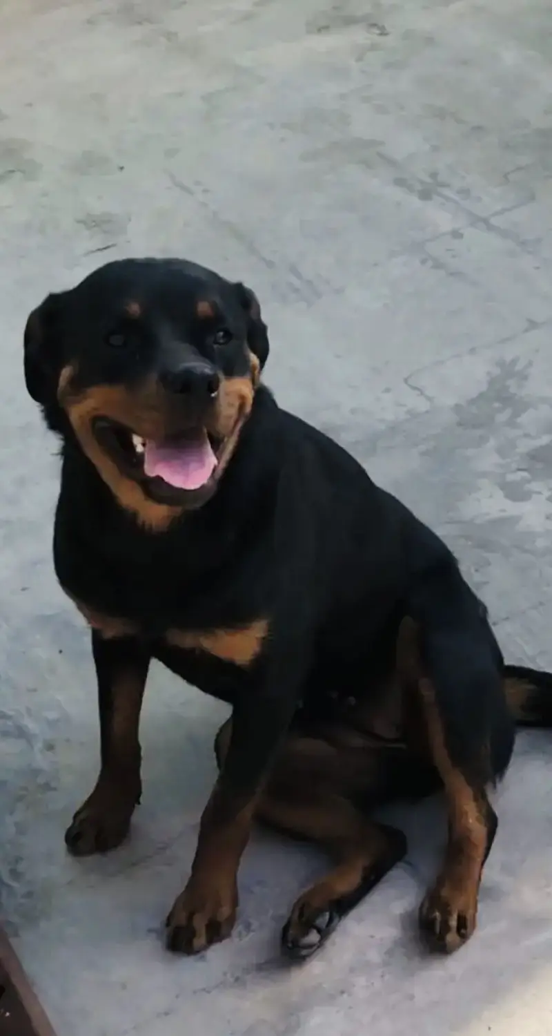 Short Heighted Rottweiler Female for sale — photo 2