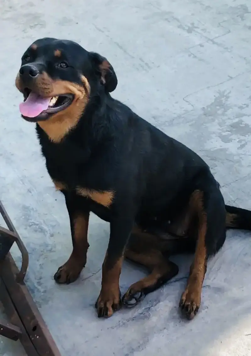 Short Heighted Rottweiler Female for sale — photo 3