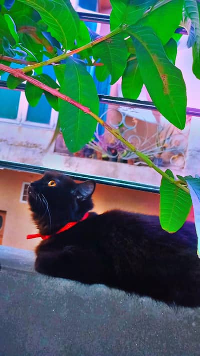 Persian Billi