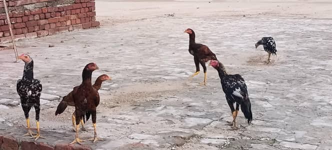 aseel murgy murgi