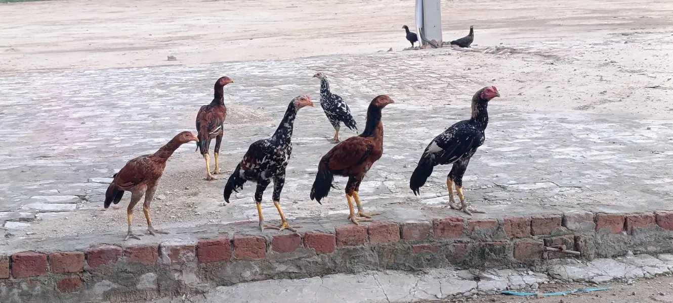 aseel murgy murgi — photo 3