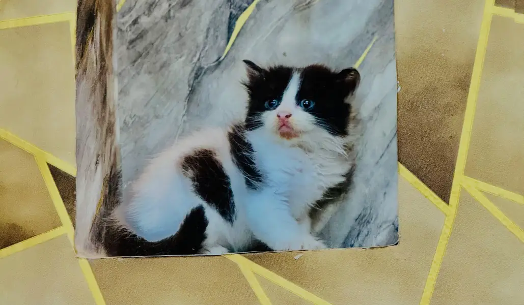 Female Persian kitten Available for sale