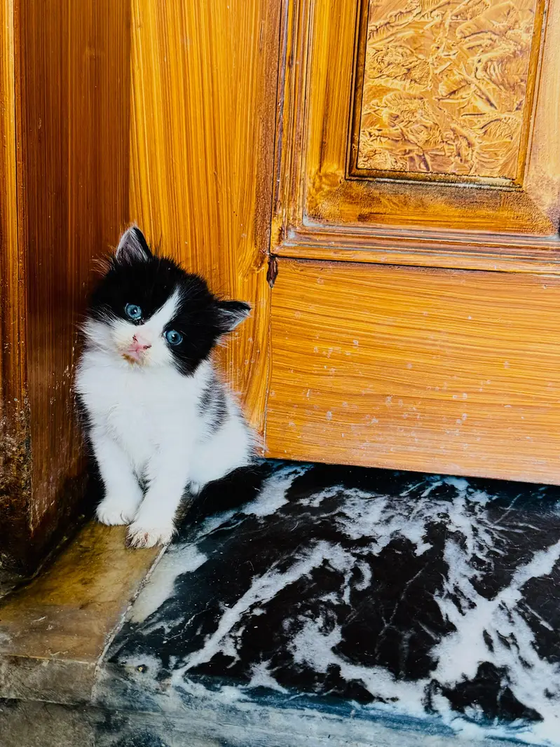 Female Persian kitten Available for sale — photo 2