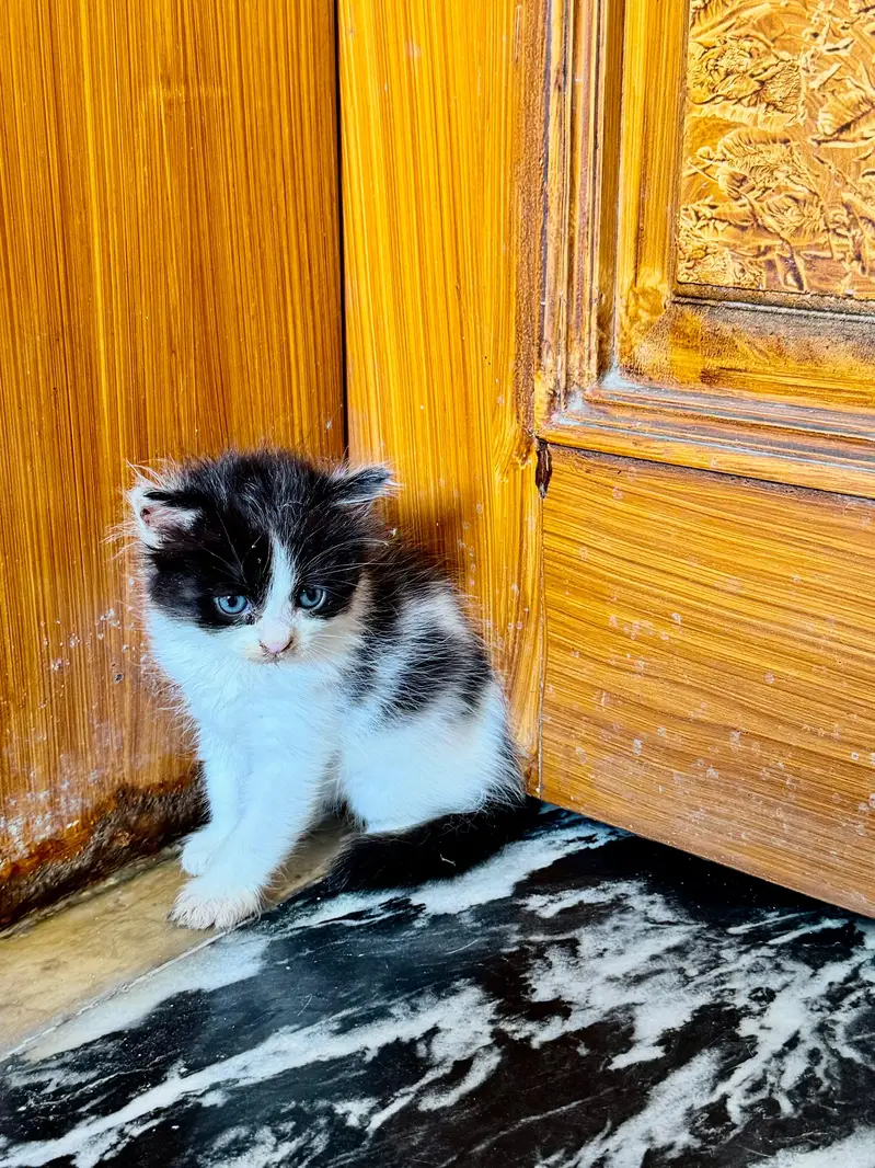 Female Persian kitten Available for sale — photo 3