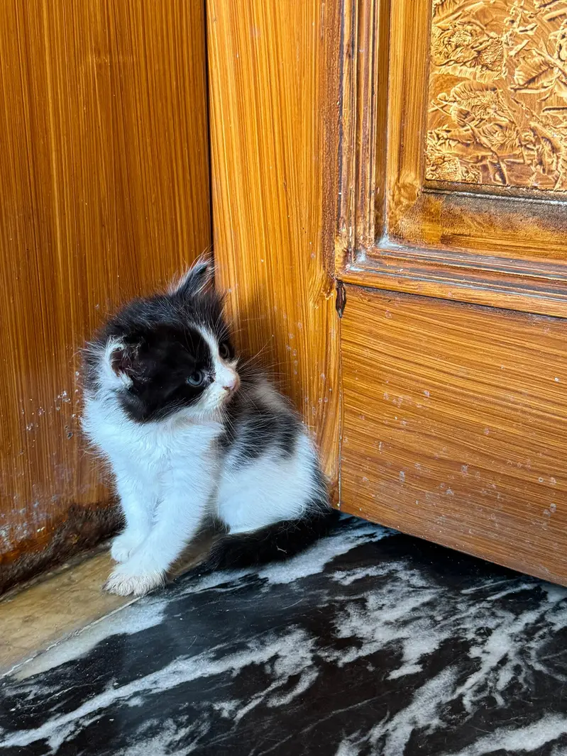 Female Persian kitten Available for sale — photo 4