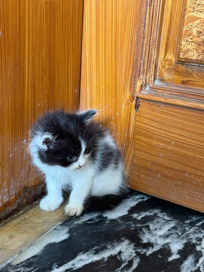 Female Persian kitten Available for sale — photo 5