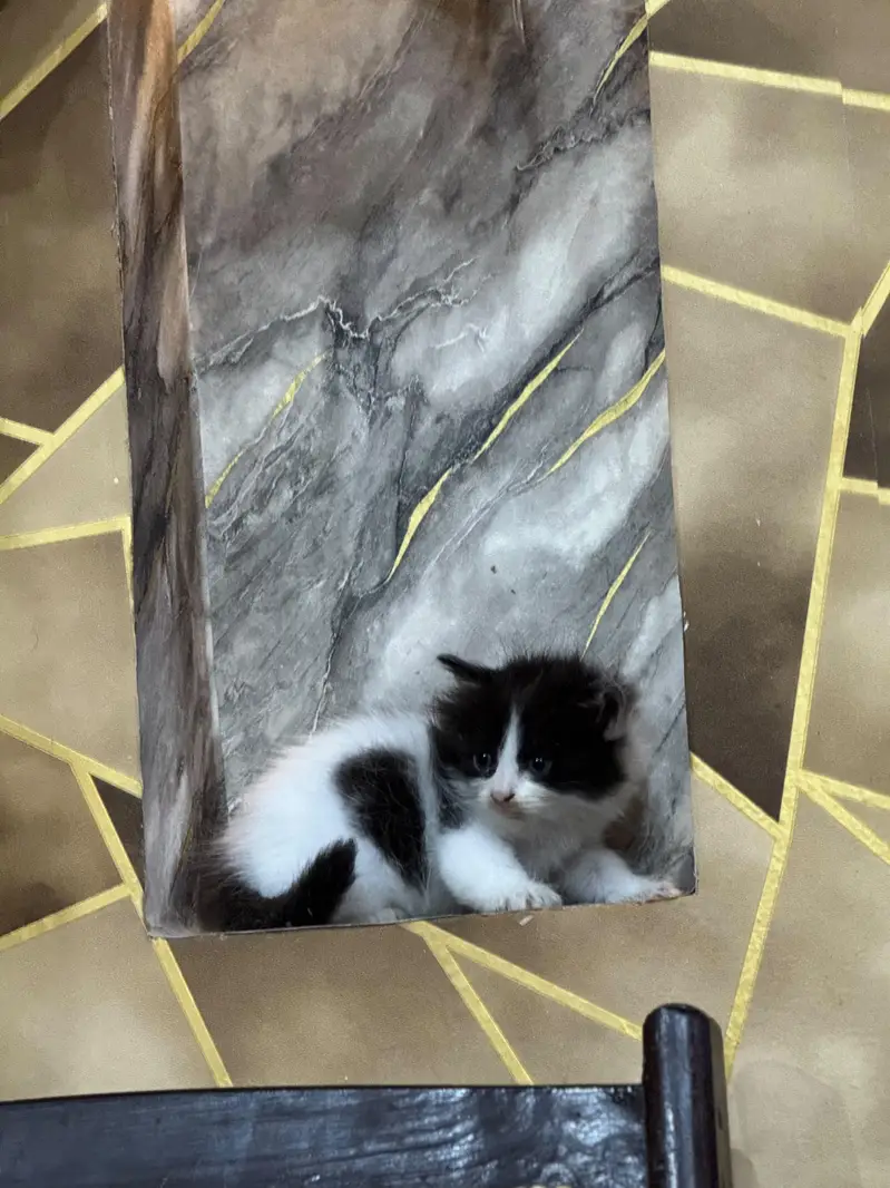 Female Persian kitten Available for sale — photo 6