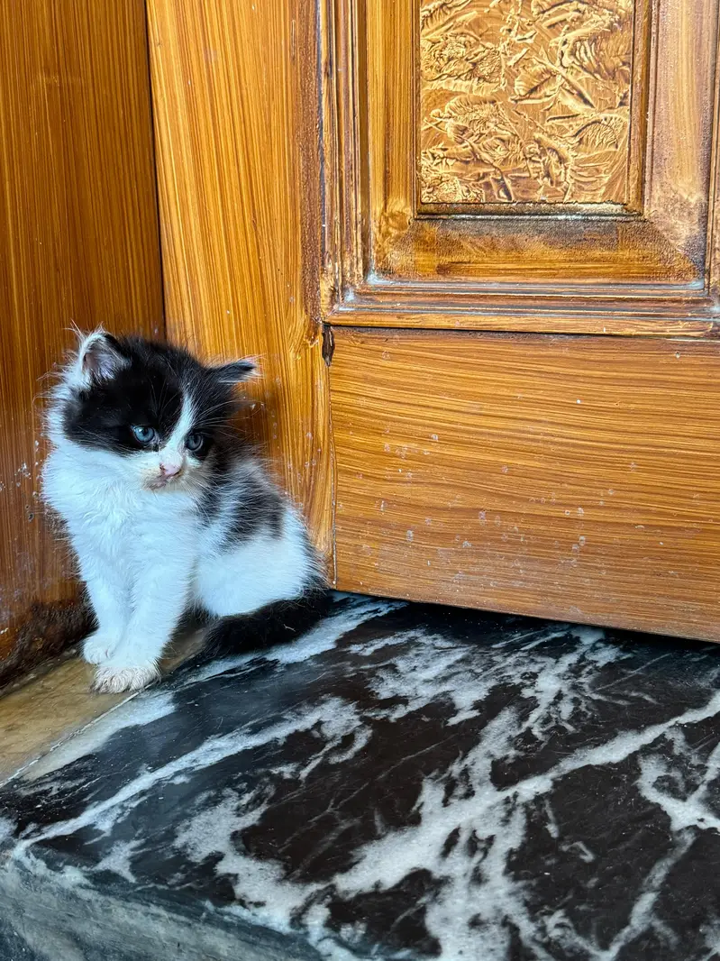 Female Persian kitten Available for sale — photo 8