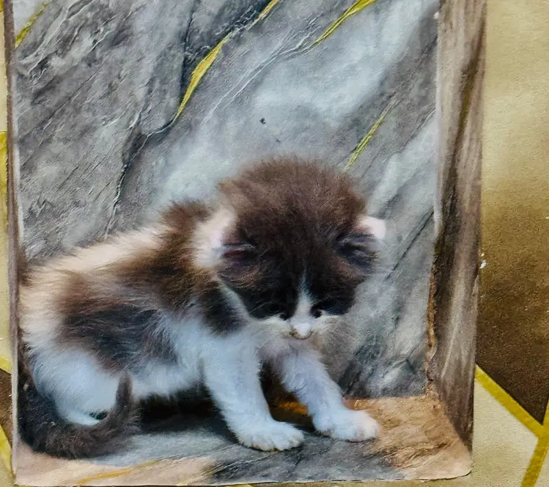 Female Persian kitten Available for sale — photo 9
