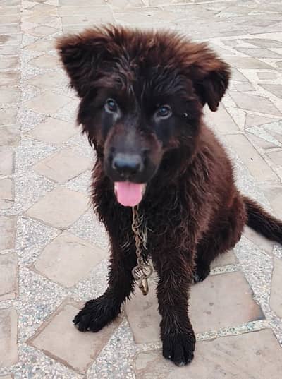 German Shepherd Puppy | Black German Shepherd | GSD