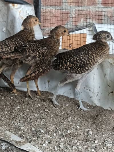 Golden breeder and pathay pairs available