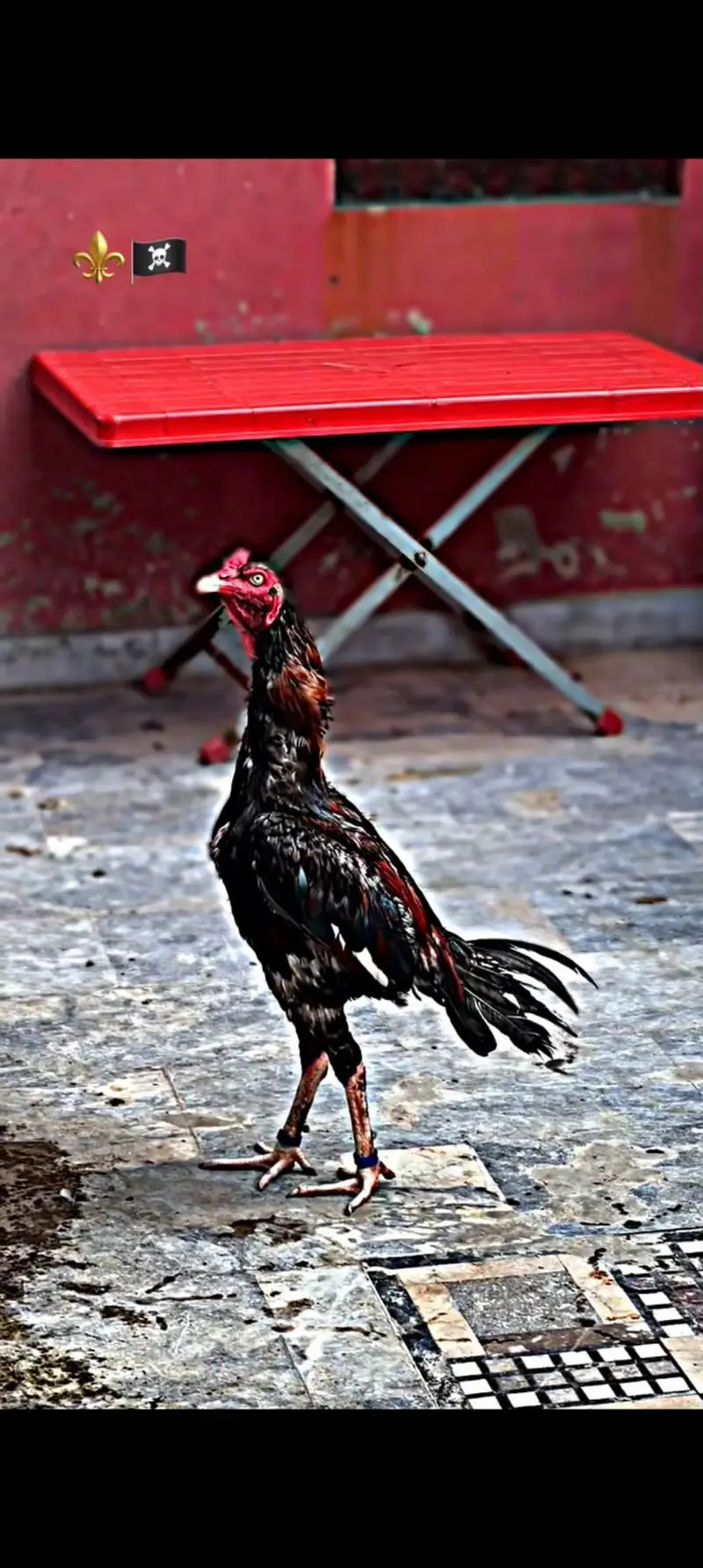 for sale murga — photo 2