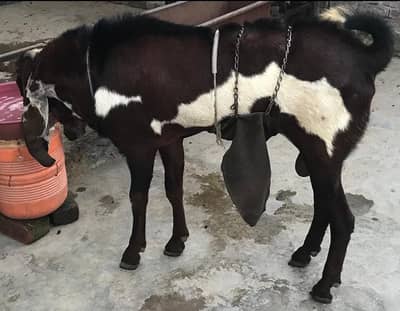 Breeder Bugg for sale