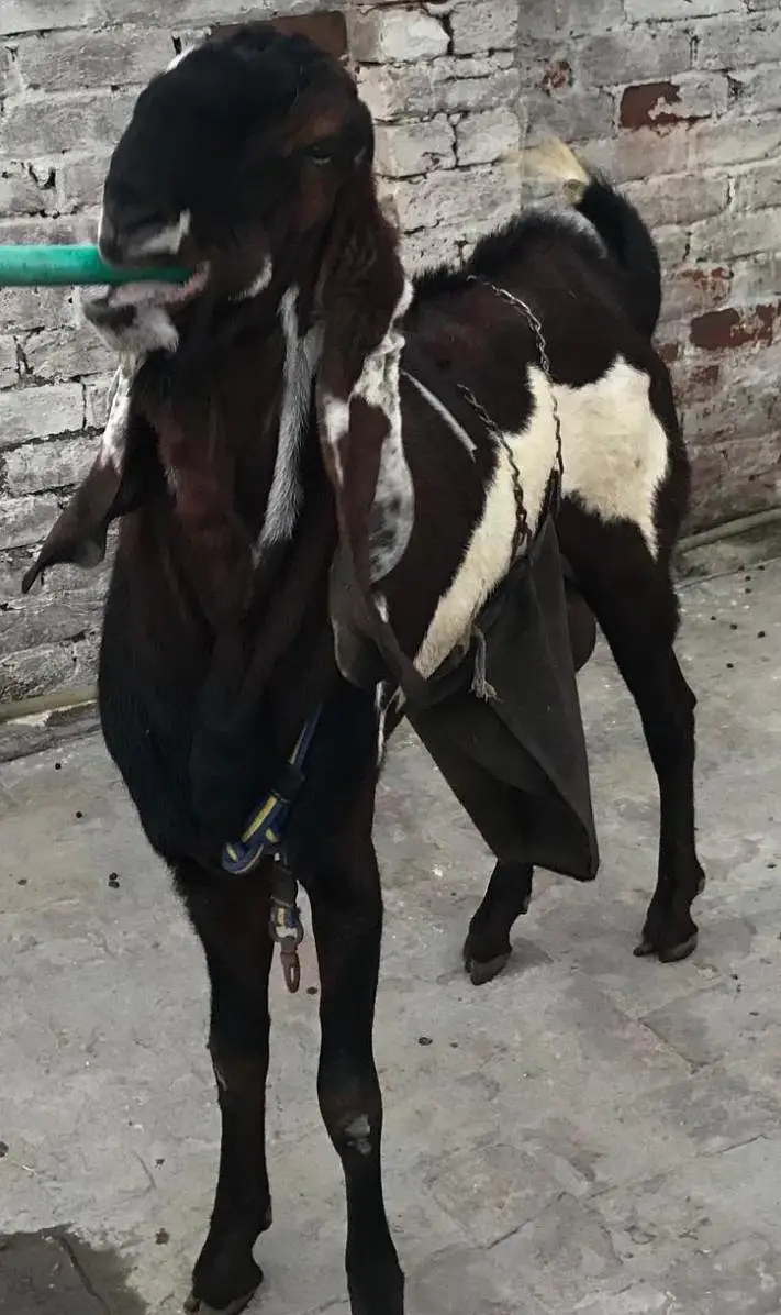 Breeder Bugg for sale — photo 4