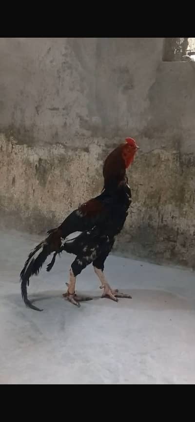 lakha
