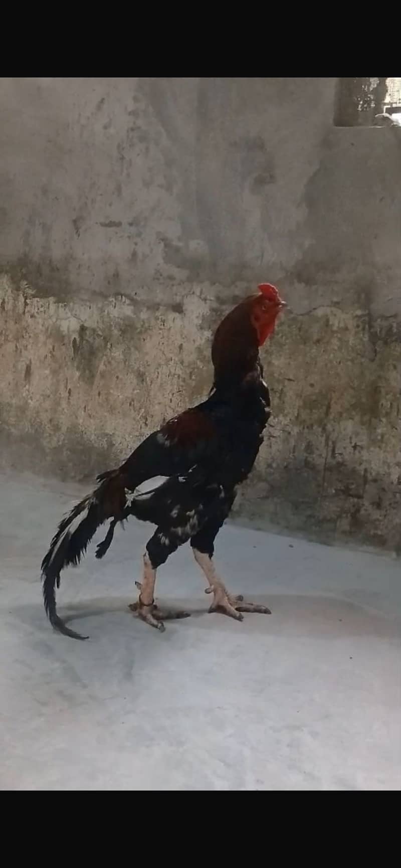lakha 0