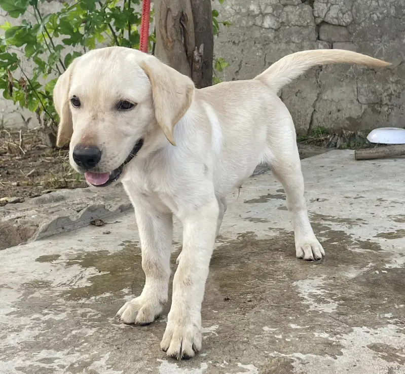 Labrador puppy for sale — photo 3