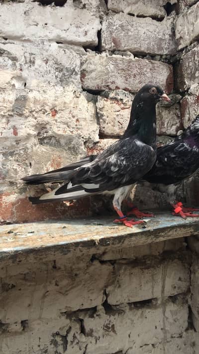 Teddy kamagar dubwala sialkoti kabootar piegon