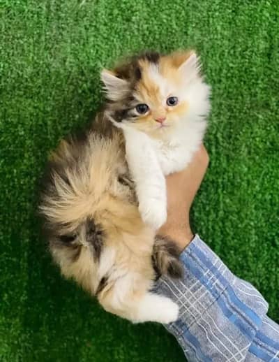 Persian cat urgent for sale contact my WhatsApp 03134411647