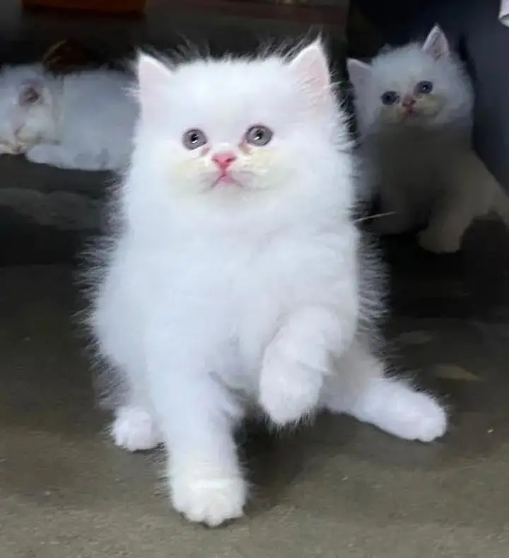 Persian cat urgent for sale contact my WhatsApp 03134411647 — photo 2