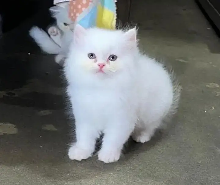 Persian cat urgent for sale contact my WhatsApp 03134411647 — photo 3