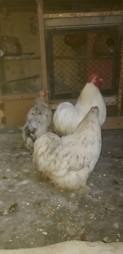 bantom 1 cook and 2 hens