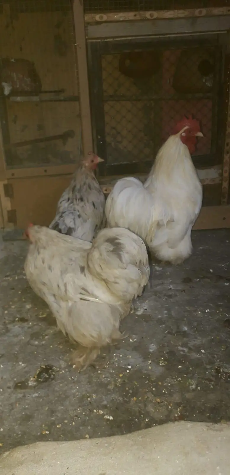 bantom 1 cook and 2 hens — photo 2