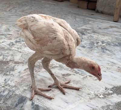 Heera Pair Aseel With Cage
