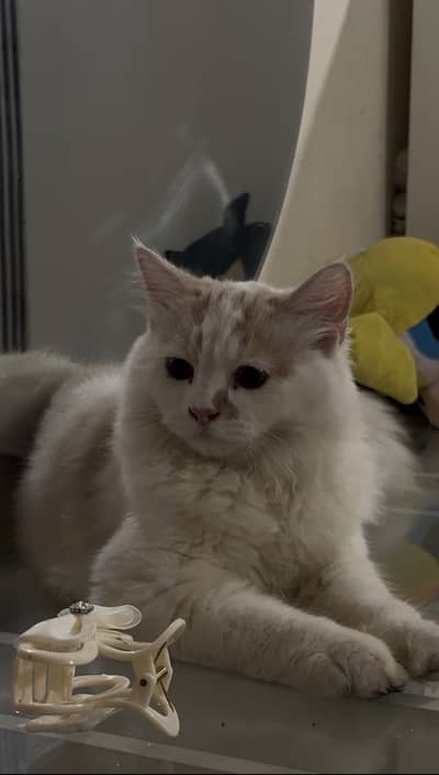 Persian cat for sale