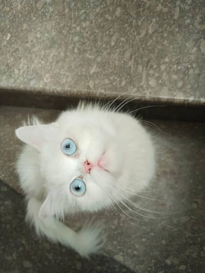 want to sale