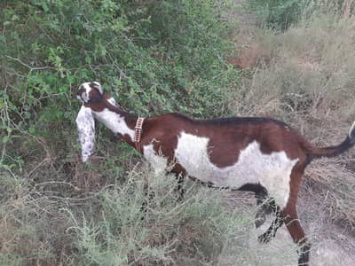 Amratsari Beetal Goat | 2 Daant | 2kg Milk