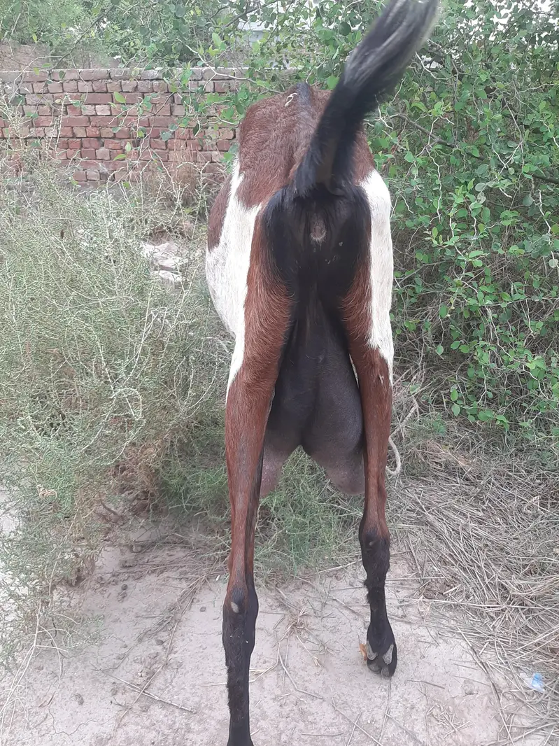 Amratsari Beetal Goat | 2 Daant | 2kg Milk — photo 2