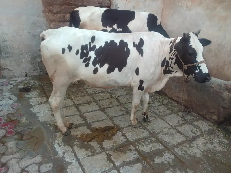 Wlite bachre for sall arjant — photo 3