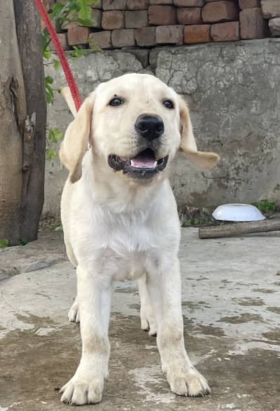 Labrador puppy for sale