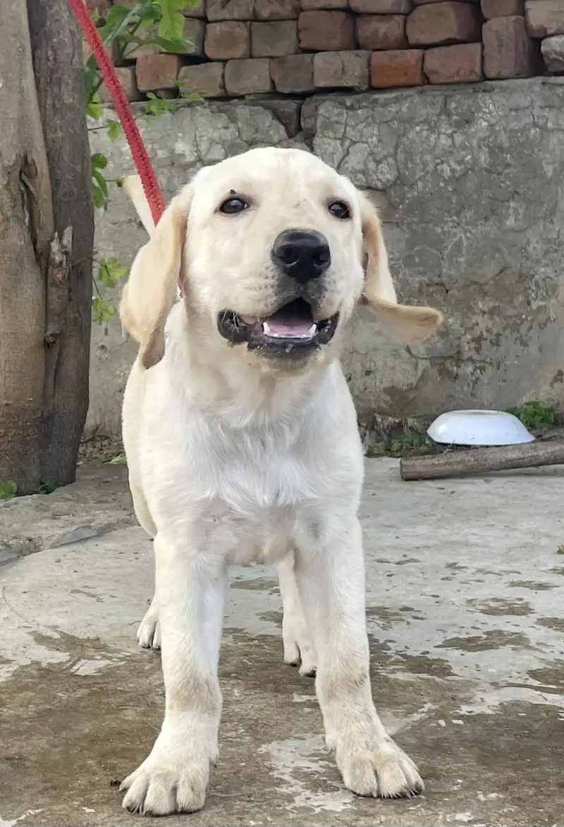 Labrador puppy for sale — photo 2