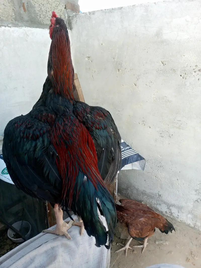 Aseel murgha — photo 2