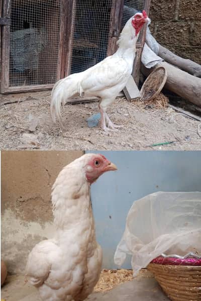 heera pair for sale