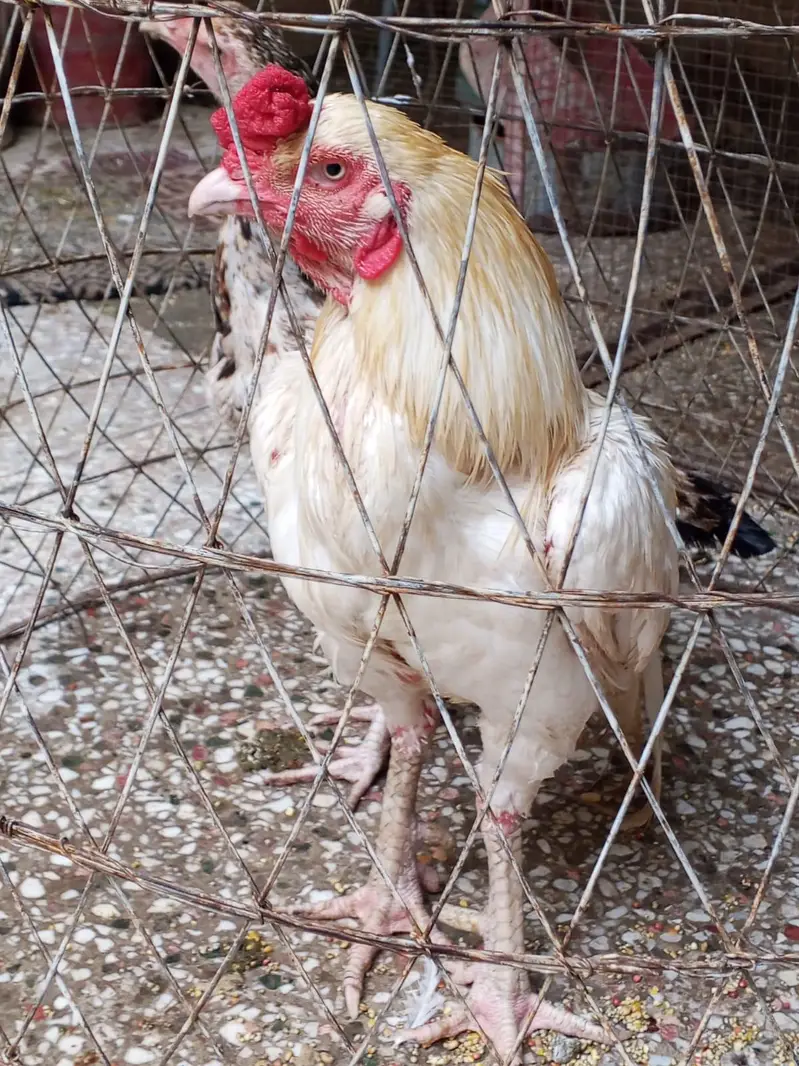 Paper white murga for sale — photo 2