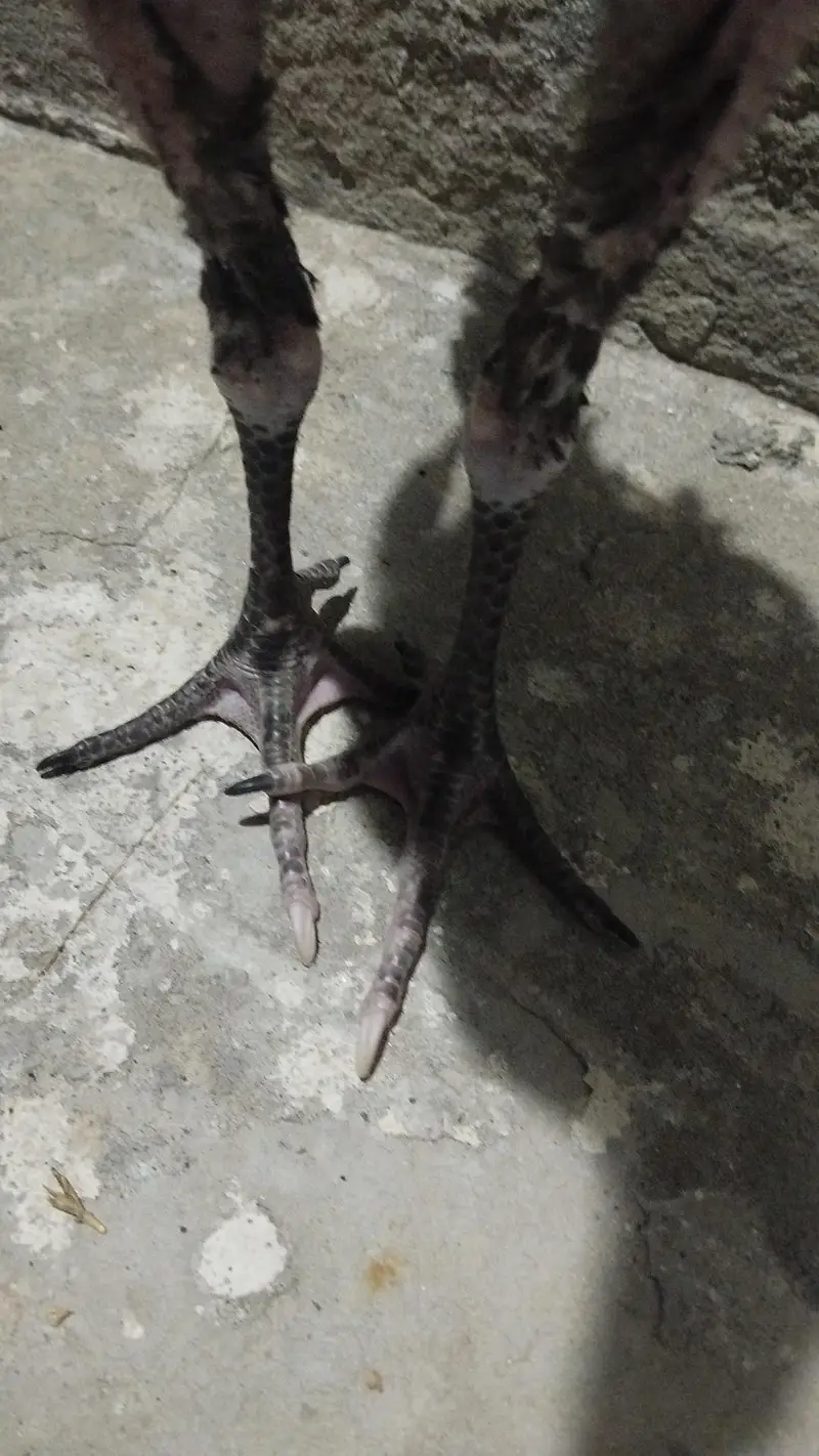 Aseel Thai cross patha for sale — photo 3