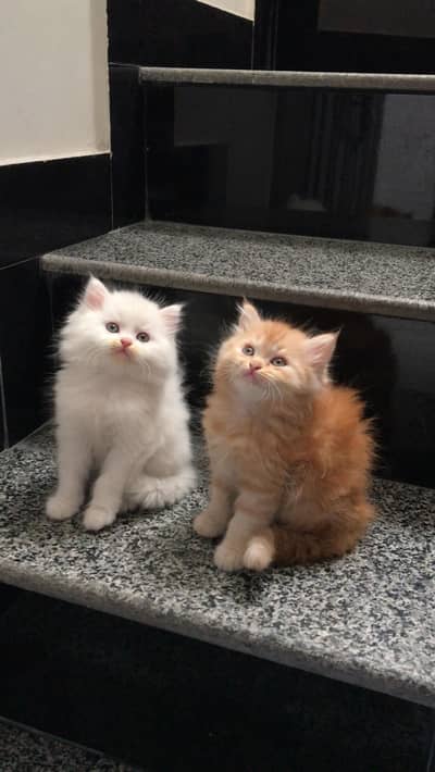 Triple Coated Persian Kittens