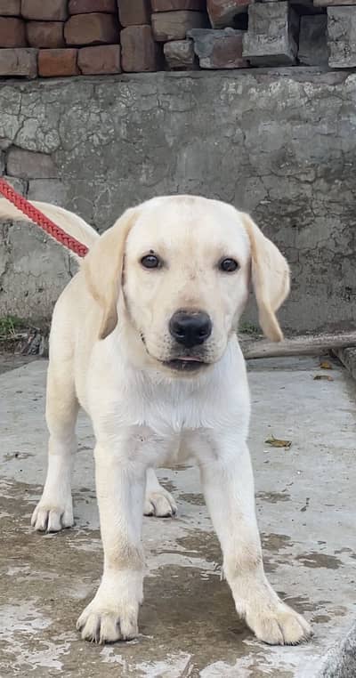 Labrador puppy for sale