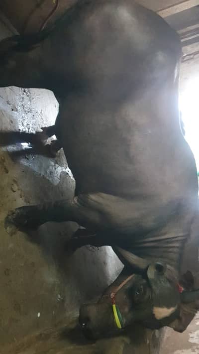Jhoti for sale
