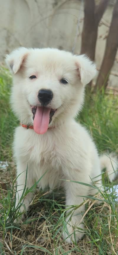 Female Dog