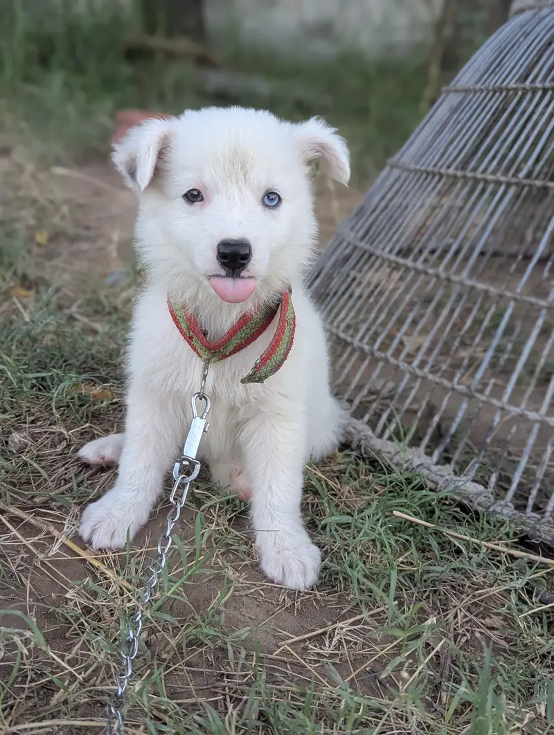 Female Dog — photo 2