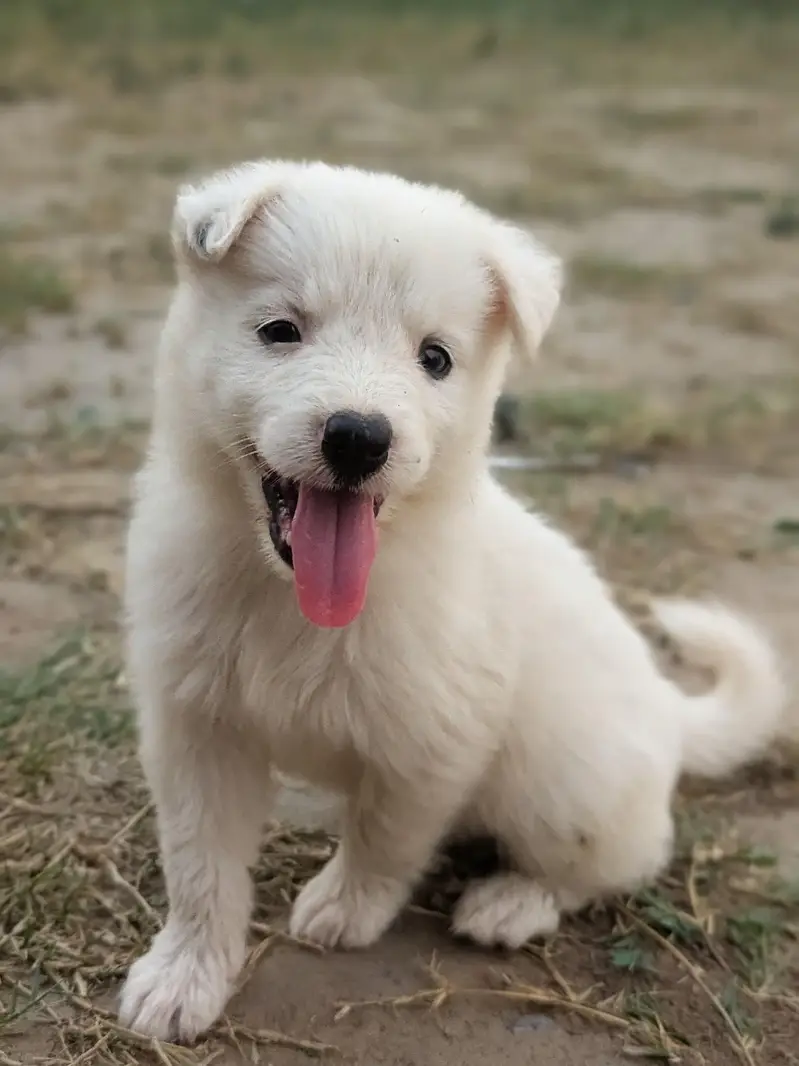 Female Dog — photo 3