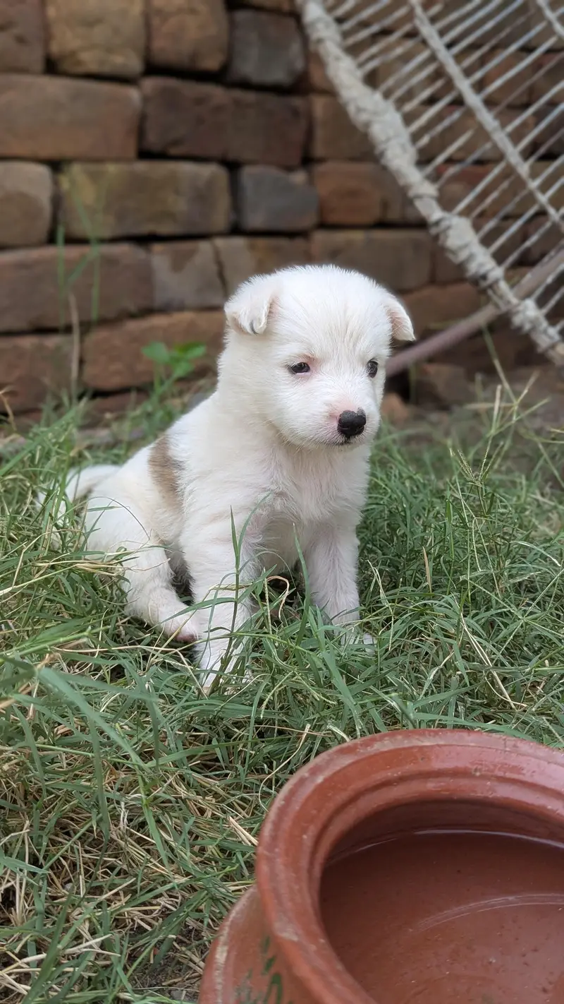 Female Dog — photo 4
