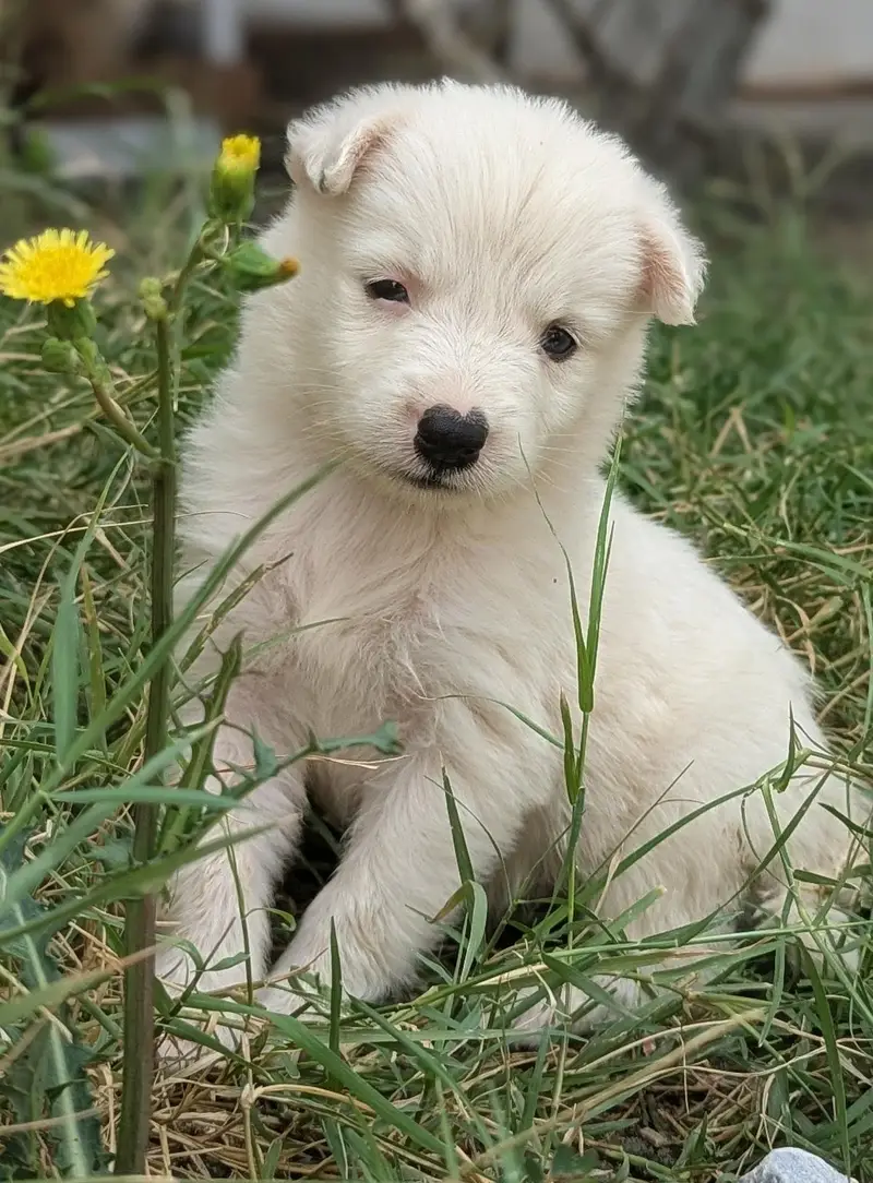 Female Dog — photo 5