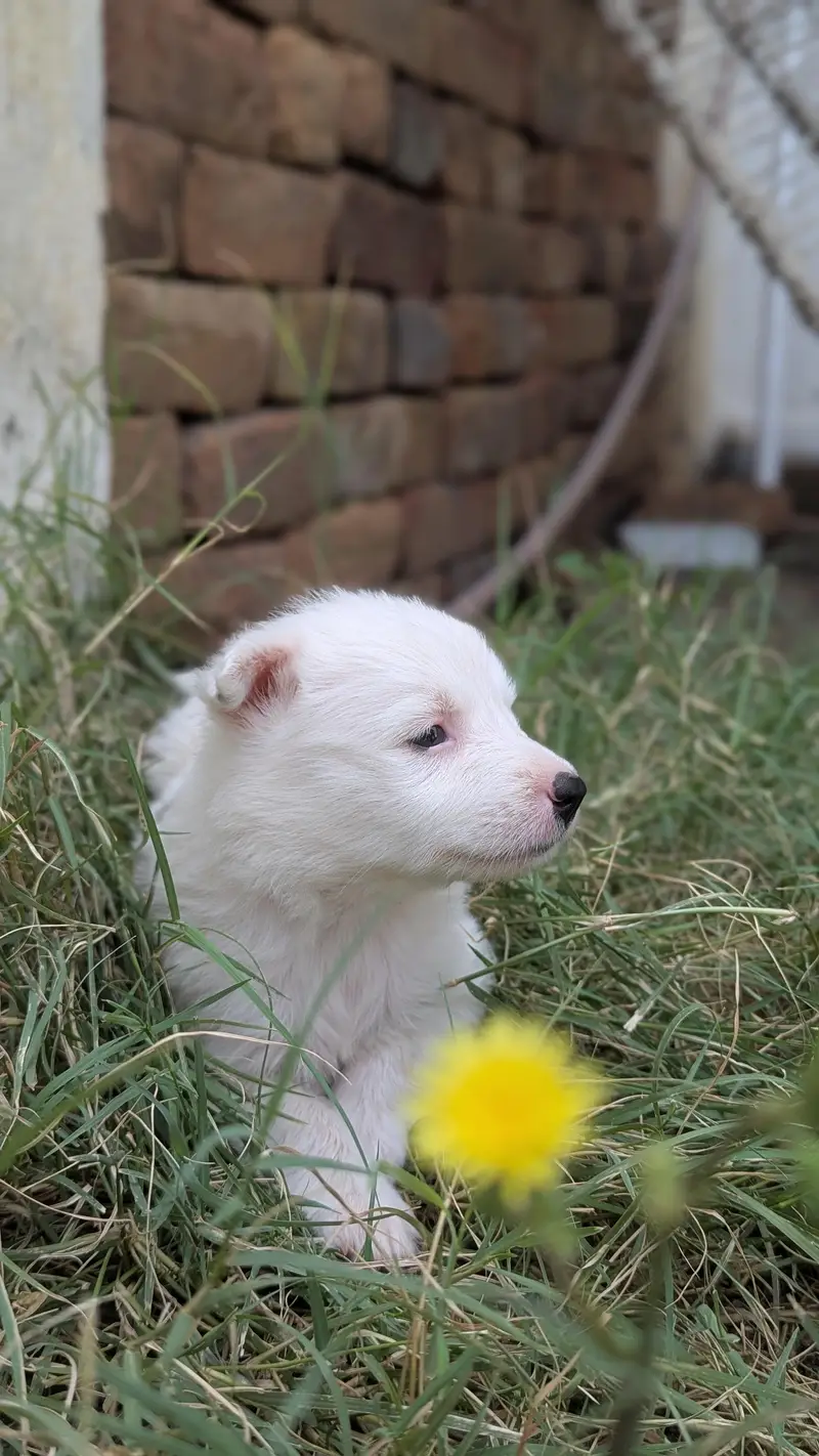 Female Dog — photo 6